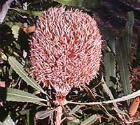 Banksia burdettii, Burdett's Banksia