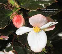 Begonia acutifolia, Begonia acuminata, White Begonia richmondensis