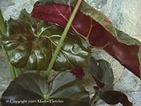 Begonia Freddie