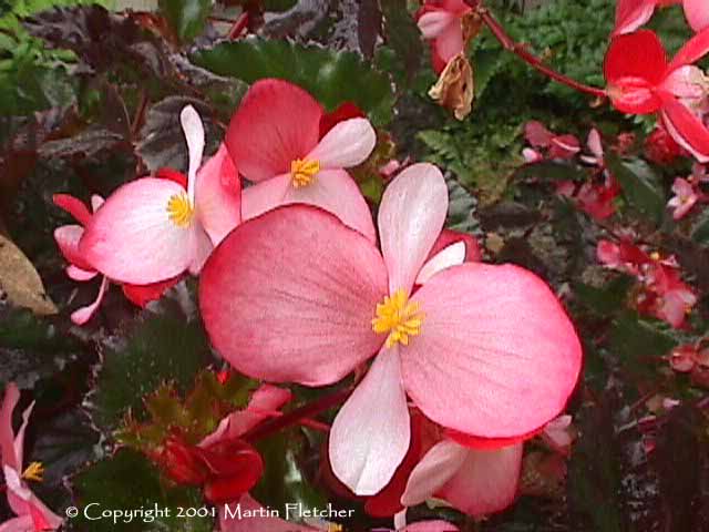 Begonia richmondensis