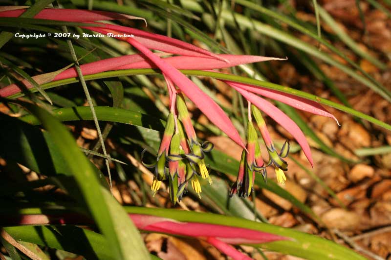 Plants for a Dry Shade garden