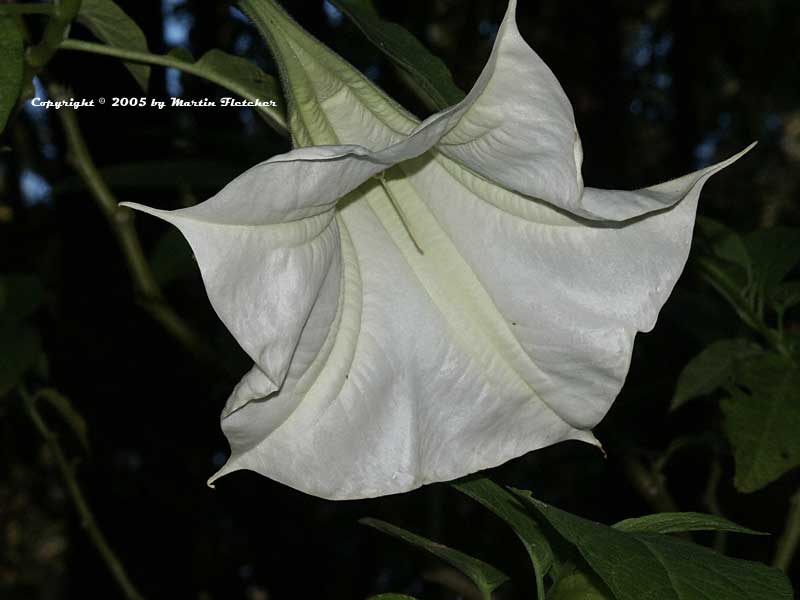 Brugmansia Betty Marshall, White Trumpet Tree