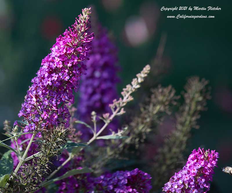 Buddleia Color Crush, Color Crush Buttefly Bush