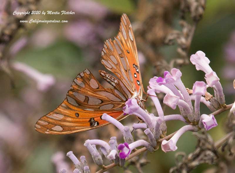 Buddleia lindleyana, Weeping Butterfly Bush, Gulf Frittilary