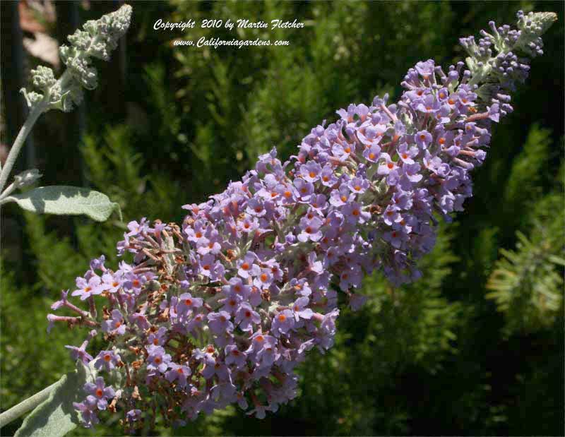 Buddleia Nanho Purple, Butterfly Bush