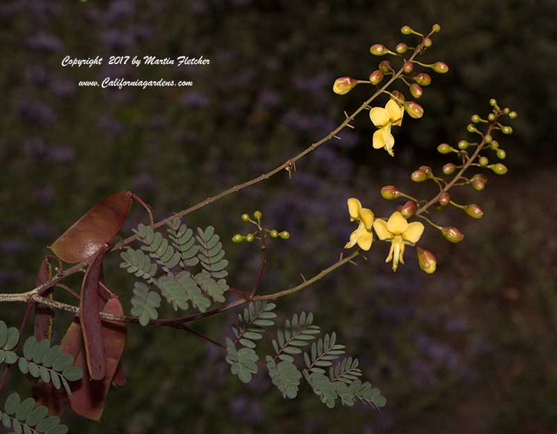 Caesalpinia californica