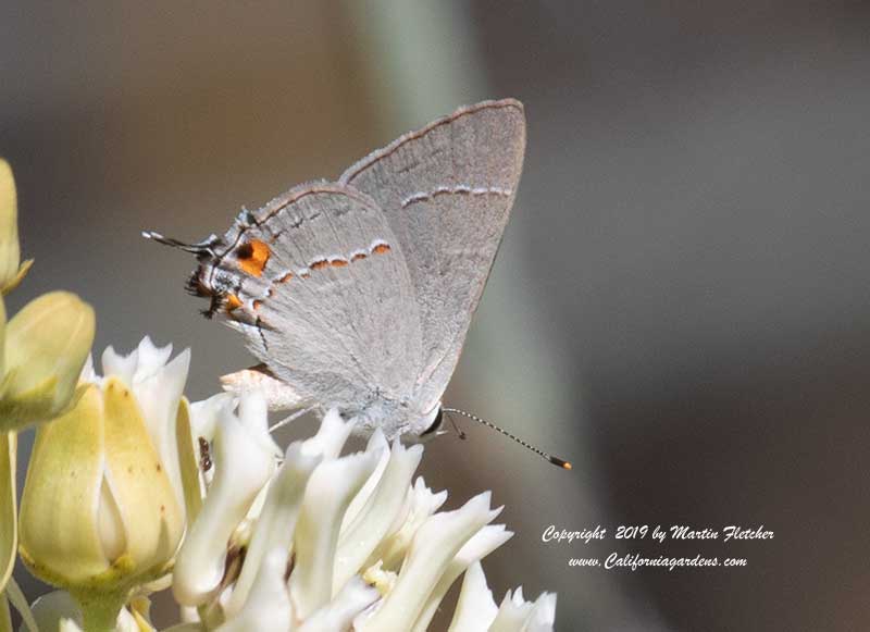 California Hairstreak, Satyrium californica