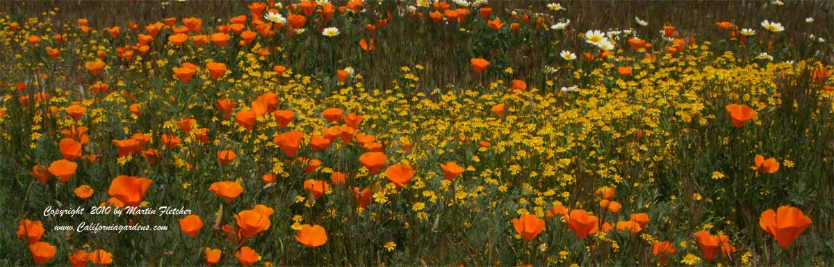 California Native Plants California Gardens