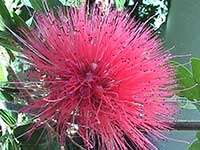 Calliandra haematocephala, Pink Powderpuff Bush