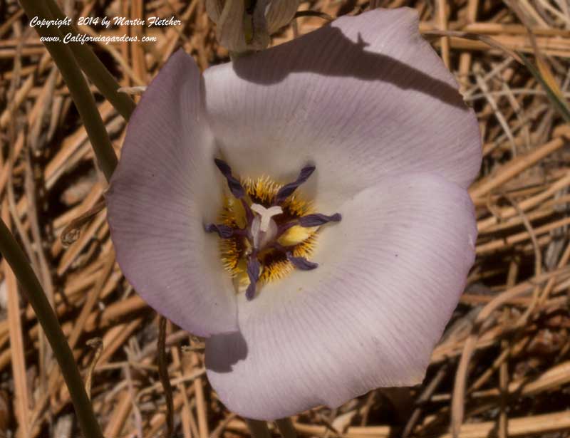 Calochortus invenustus, Plain Mariposa Lily