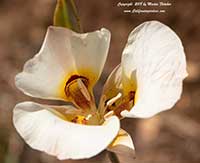 Calochortus nuttallii, Sego Mariposa Lily