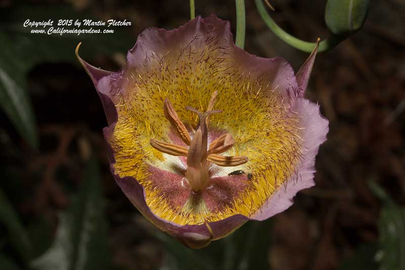 Calochortus plummerae, Plummer's Mariposa Lily
