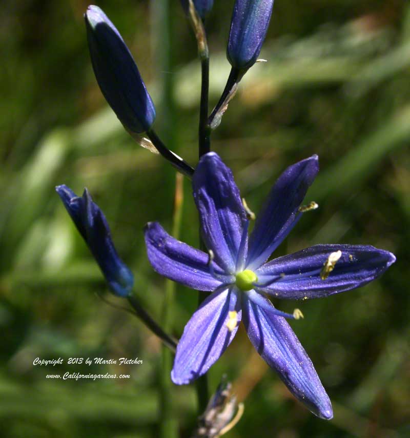 Camassia quamash, Camas