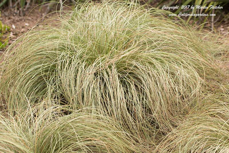 Carex comans Green, New Zealand Hair Sedge