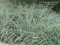 Carex flacca, Blue Sedge, Heath Sedge