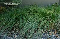 Carex tumulicola, Berkeley Sedge