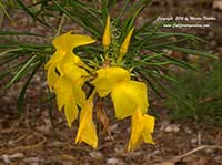 Cascabela thevetia, Yellow Oleander, Cook Tree