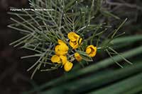 Senna artemisioides, Silver Cassia