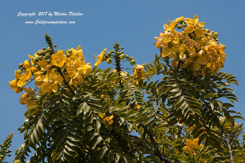 Cassia leptophylla, Gold Medallion Tree