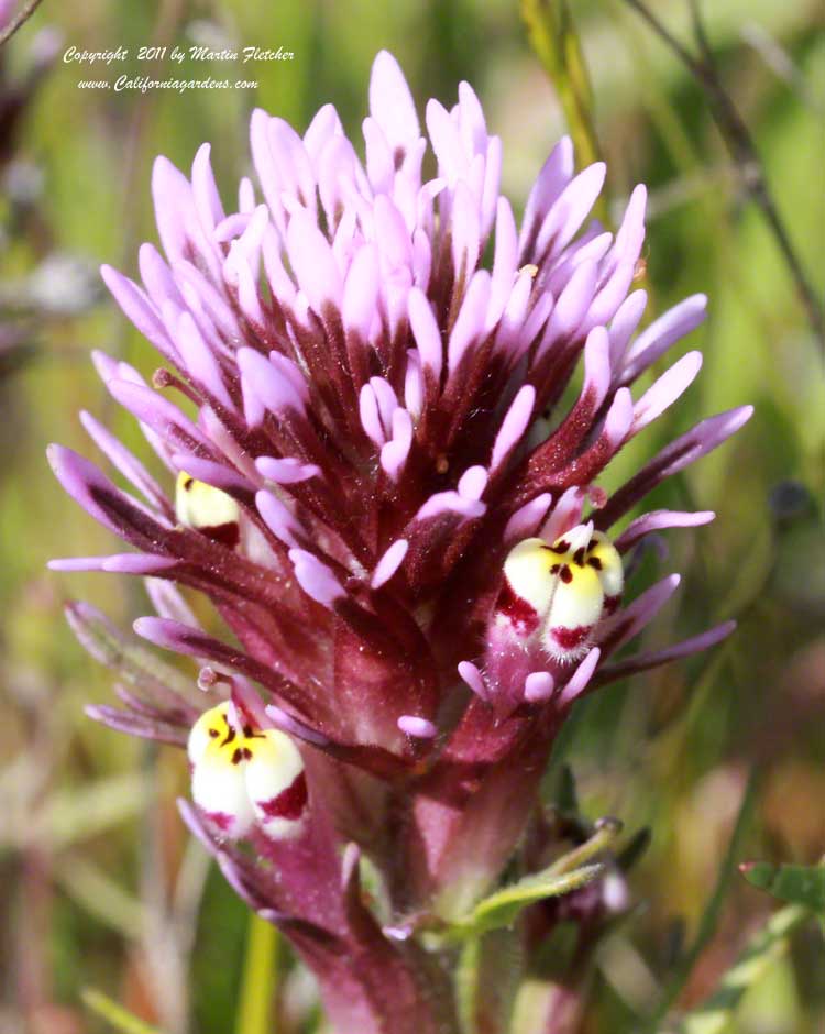 Castilleja exserta, Purple Owl's Clover