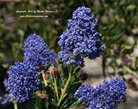 Ceanothus Concha