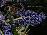 Ceanothus Dark Star, Dark Star California Lilac