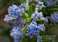 Ceanothus burtonensis Far Horizons, Far Horizons California Lilac