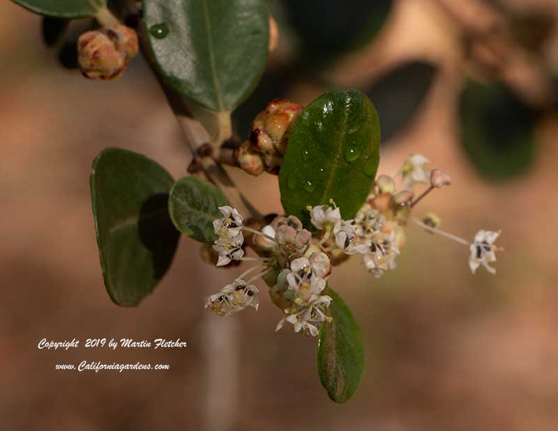 Ceanothus crassifolius, Hoary California Lilac