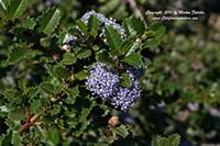 Ceanothus gloriosus Anchor Bay