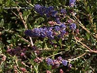 Ceanothus Wheeler Canyon, Wheeler Canyon California Lilac