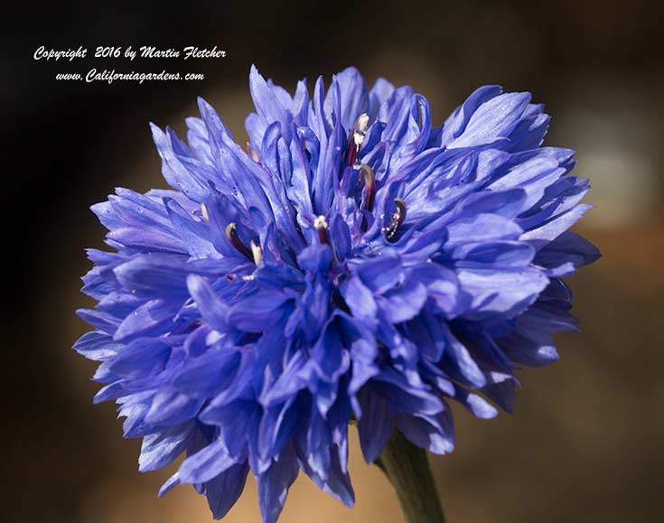 Centaurea cyanus, Bachelor Button