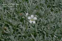 Cerastium tomentosum, Snow in the Summer