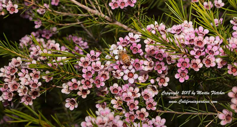 Chamelaucium My Sweet 16, Bicolored Waxflower