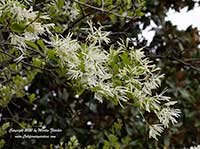 Chionanthus retusus, Chinese Fringe Tree