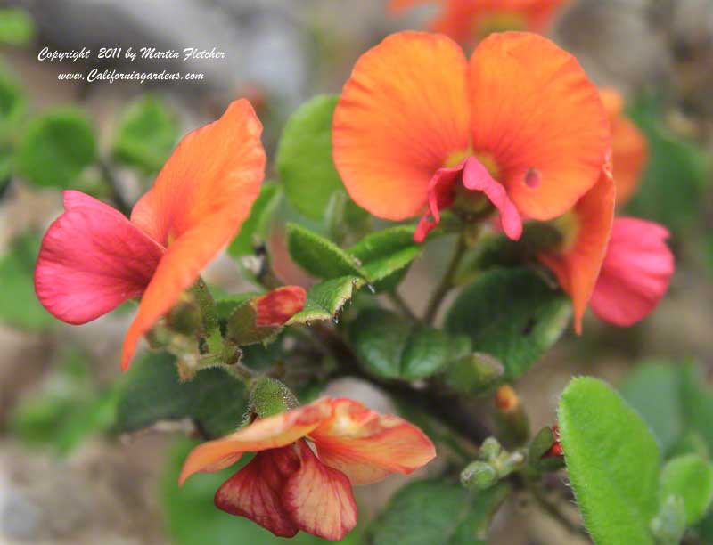 Chorizema cordatum, Heart Leaf Flame Pea