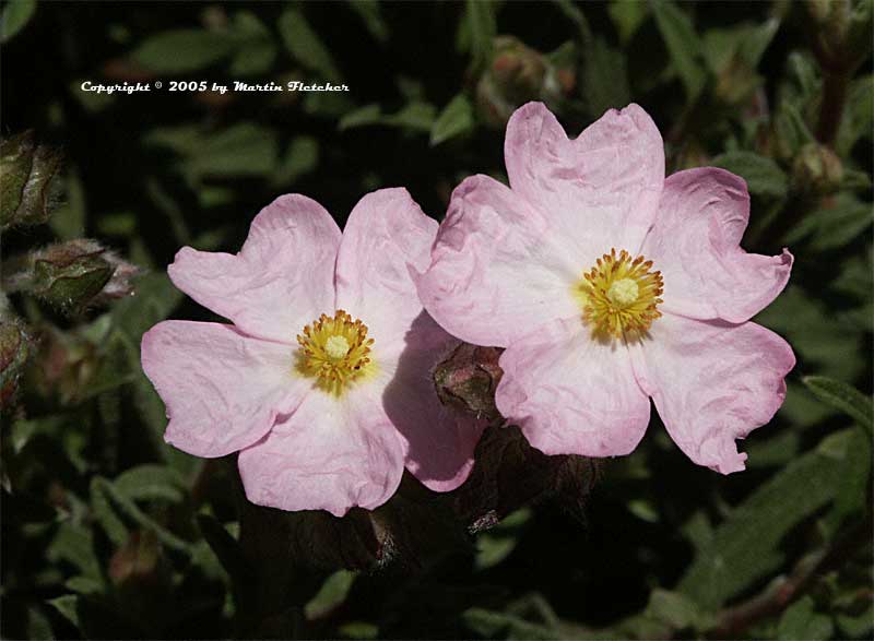 Cistus skanbergii, Pink Rockrose