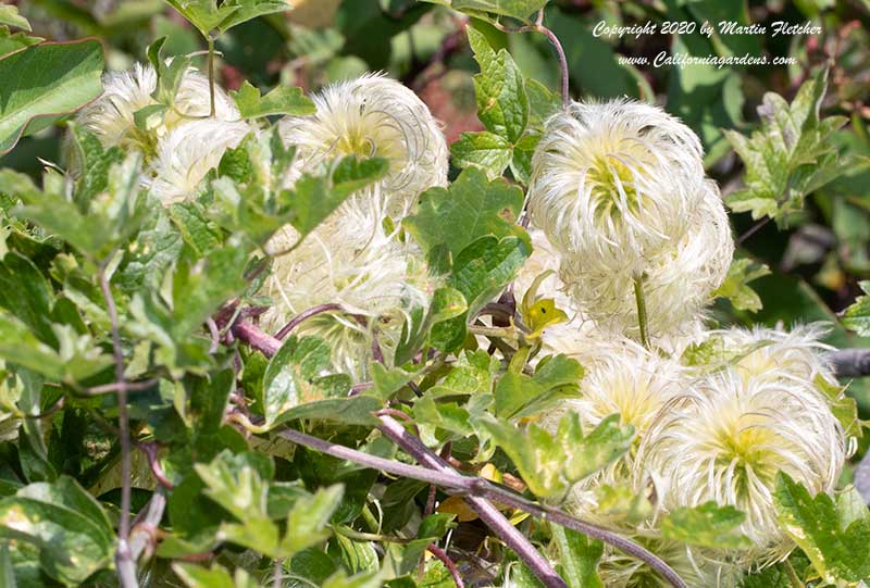 Tassels of Clematis lasiantha, Pipestems, Chapparal Clematis