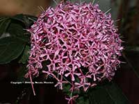 Clerodendrum bungei, Rose Glorybower, Mexican Hydrangea