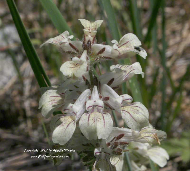 Collinsia tinctoria, Sticky Chinese Houses, Tincture Plant