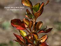 Coprosma Rainbow Surprise, Rainbow Surprise Mirror Plant