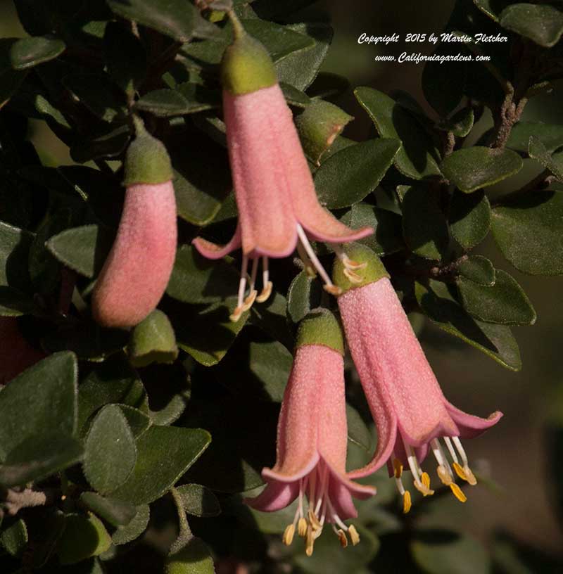 Correa pulchella Pink Eyre, Australian Fuchsia