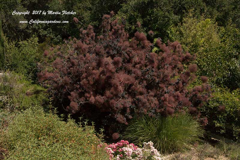 Cotinus coggygria aspect, Smoke Tree