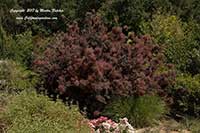 Cotinus coggygria, Smoke Tree