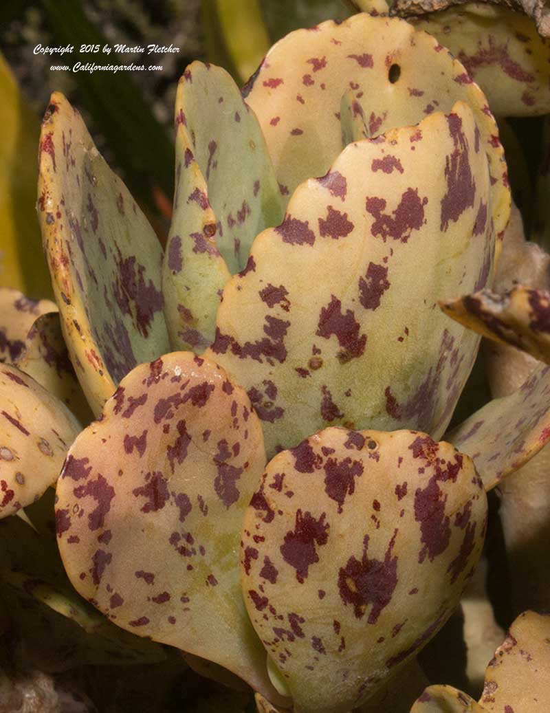 Cotyledon rombifolia, Calico Hearts