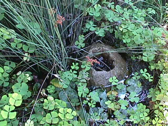 Crock pond - a small water garden in a concrete pot