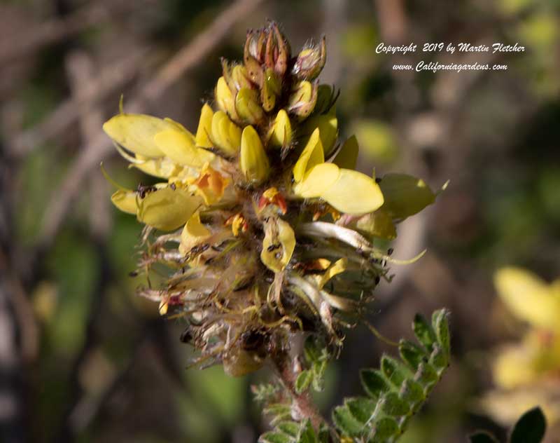 Dalea lutea, Yellow Dalea