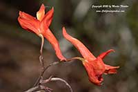 Delphinium cardinale, Scarlet Larkspur