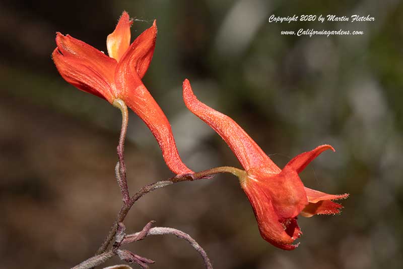 Delphinium cardinale, Scarlet Larkspur