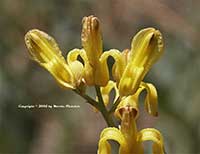 Dicenta chrysantha, Golden Eardrops