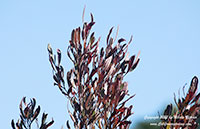 Purple Hopseed Bush, Dodonaea viscosa purpurea